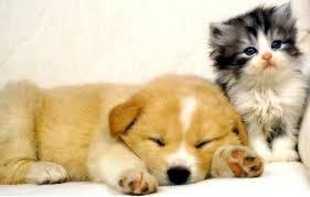 animaux