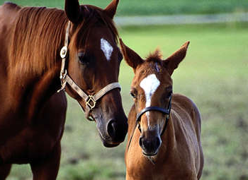 cheval